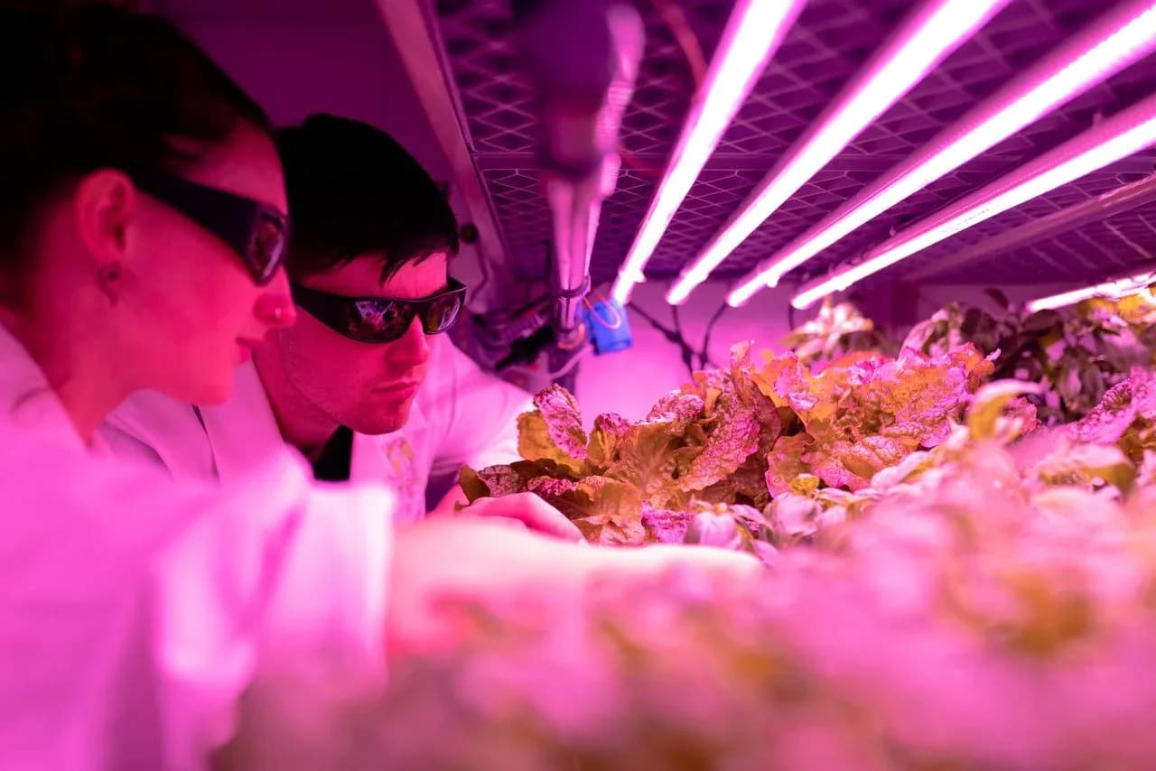 Full-Spectrum LED Grow Lights: What to Look For