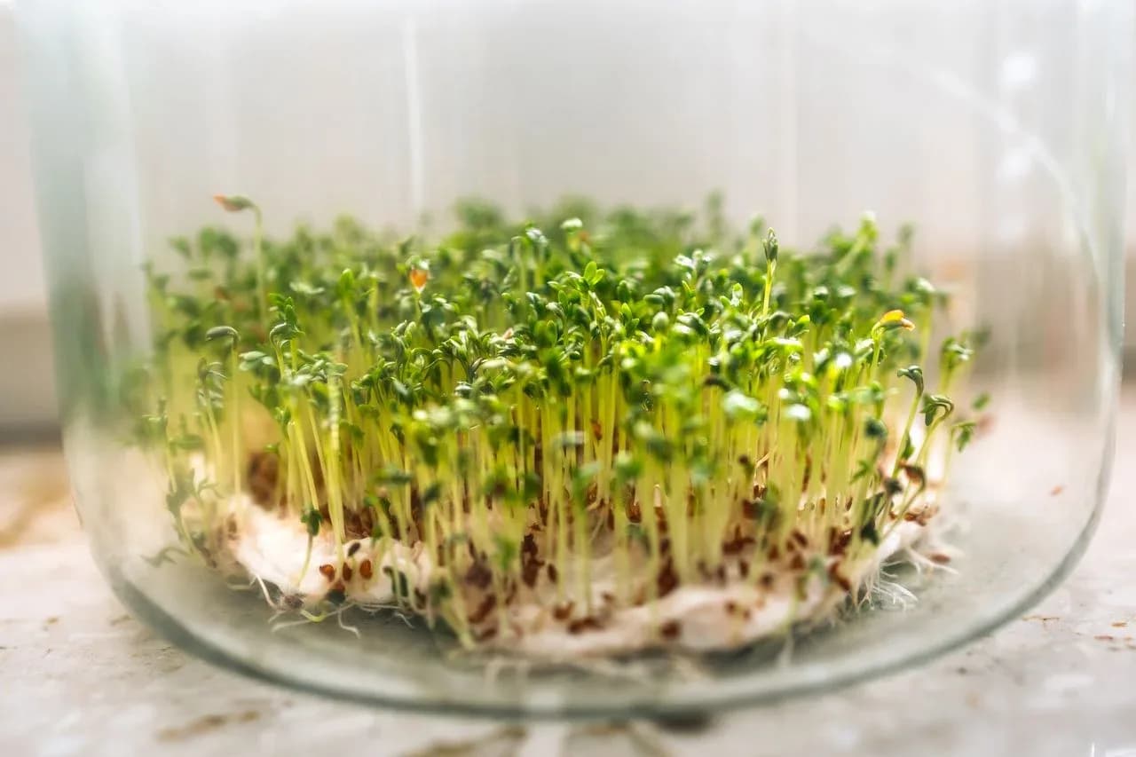 How to Grow Hydroponic Herbs on Your Window Sill