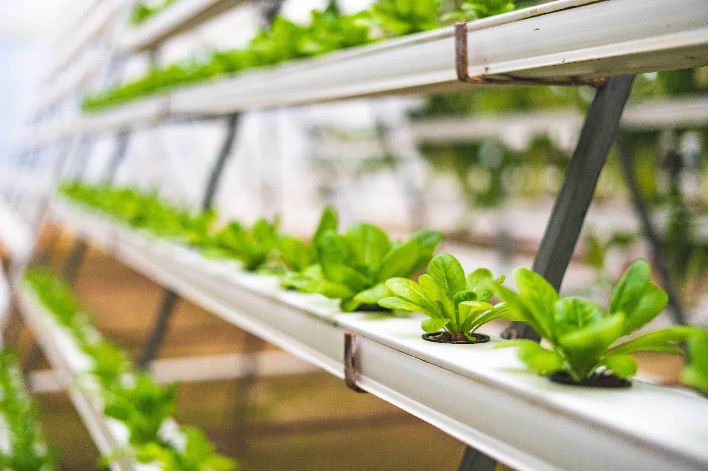 Temperature Management in Indoor Hydroponic Grows