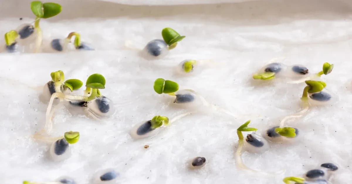 Germinating Seeds for Hydroponics: Your Step-by-Step Guide