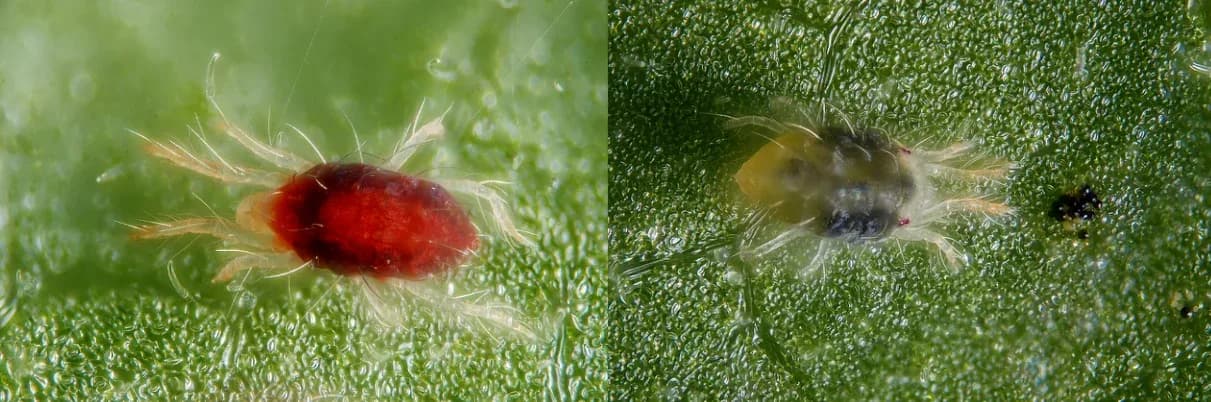 Don't Let Spider Mites Win: My Battle-Tested Tactics