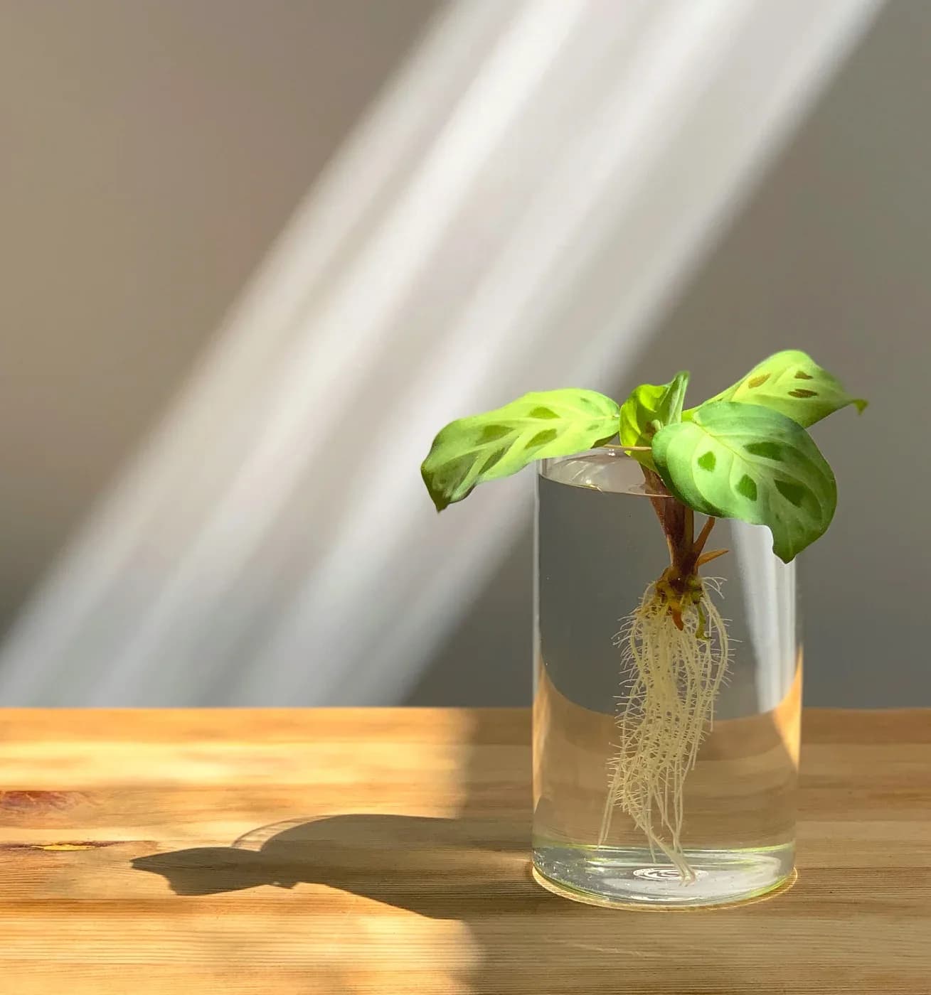 Basic DIY Hydroponic Herb Garden for your Balcony