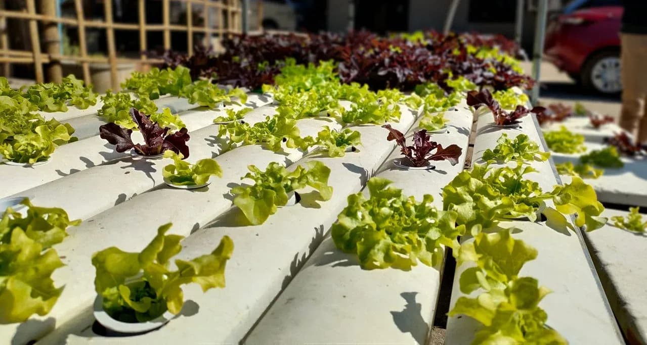 Grow Lettuce Hydroponically: Varieties, Spacing & Cycles