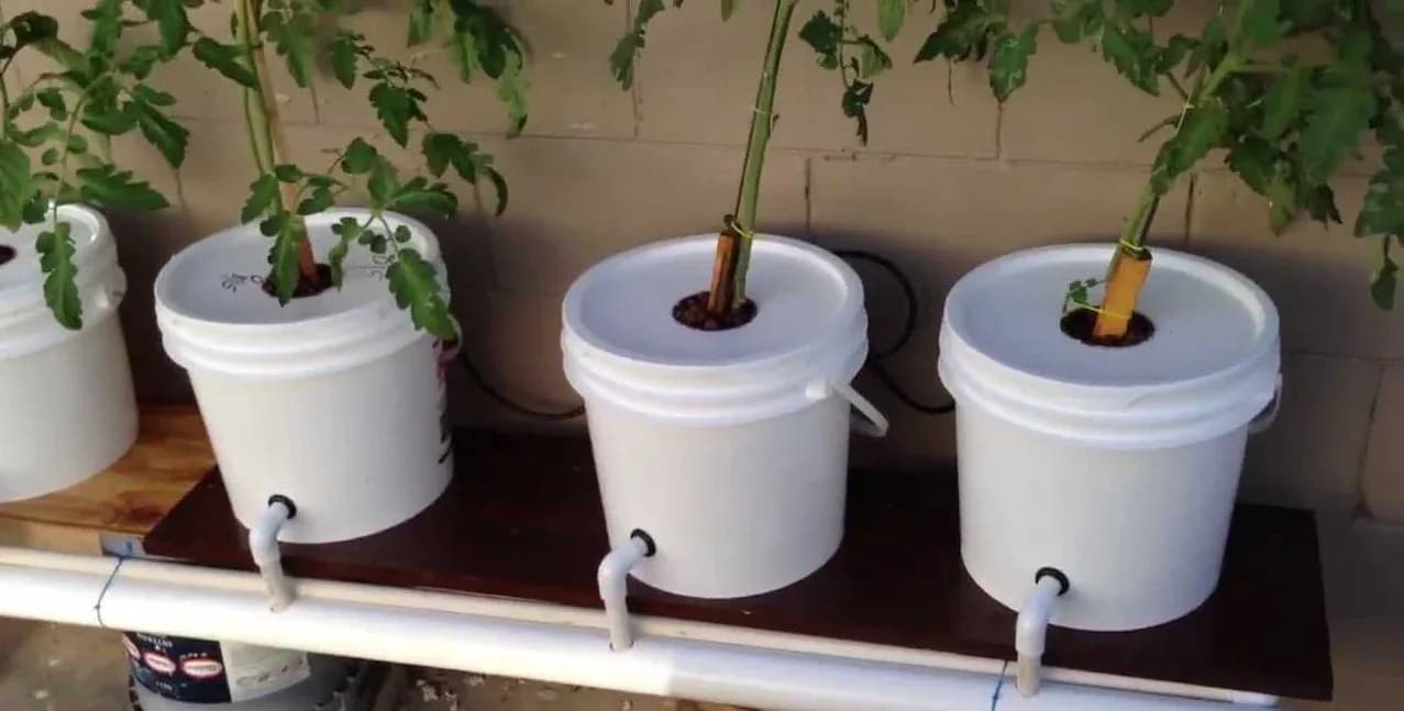 How to Build a DIY DWC Bucket System